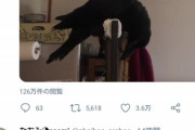 【悲報】バズったTwitter女さん、カラスの雛誘拐疑惑が出て通報されてしまう…
