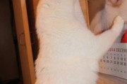 【ねこ画像】覇王翔吼拳の使い手のような猫さん…なかなかのイケにゃんですねwww