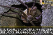 【朗報】 「アシダカグモ」どこからともなく現れ半年でゴキブリを全滅させ、また次の戦場へ旅立つ英雄だった…