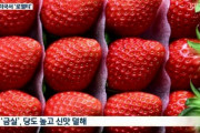 韓国人「韓国産イチゴが全世界で大人気に！」米国が韓国産イチゴにロイヤリティを支払い、韓国産イチゴの種苗を輸入へ」→「もう日本の品種は使わないのですね」　