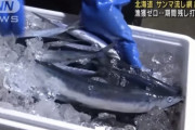 北海道のサンマ流し網漁　水揚げゼロで打ち切りに
