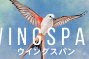 10/11『Wingspan』発売決定！可愛くて激しい？人気ボードゲームがPSに