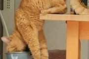 【ねこGIF】ゴロニャーンとお腹全開で甘えてくる猫さん…とても甘えん坊なご様子ですwww