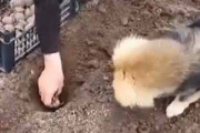 【イヌ】 畑に芋を植えてみる。うんしょ、うんしょ♪ → 犬が手伝ってくれるんです…