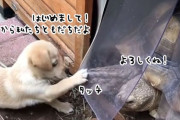 初めて会ったときから惹かれあった子犬と亀の友情は今でもずっと続いているよ
