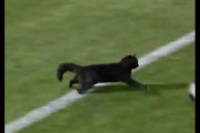 【動画】猫ちゃん、サッカーに乱入しスーパーゴールを決めてしまうｗｗｗｗ