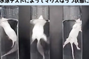 【朗報】うつ状態にしたマウスを「20分で治す点鼻薬」が開発される