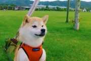 【画像】うちの柴犬が人をダメにするソファーでダメになってるwww