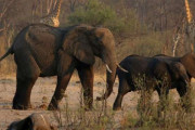 ジンバブエ、ゾウ200頭を殺処分し食料に　大規模干ばつで食糧難