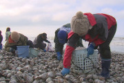 北海道厚真町の海岸に大量のホッキ貝が打ち上げられて住民歓喜「バター焼きが美味いんだよ」