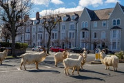 【画像】イギリス、コロナのせいでヤギに街を乗っ取られるｗｗｗｗｗｗｗ