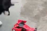 犬が変身する車のおもちゃを見て驚く→その映像のインパクトの強さに見た人も驚く