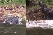 【動画あり】嫉妬に狂ったオスの巨大ワニ、メスワニを攻撃する　オーストラリア