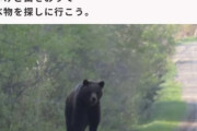 【画像】子クマ「お腹空いたな、山を降りて食べ物を探さなきゃ、ねぇ人間さん、僕は『害獣』なの？」