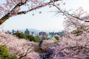 『福岡』で舞鶴公園以外で車で行ける桜の名所ってどこ？？？？？