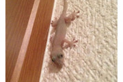 【画像】家の中にヤモリ出現
