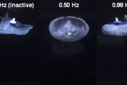 【研究】クラゲに電気刺激を与えて通常の約3倍の速度で移動させる「クラゲ・サイボーグ」実験