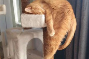 なぜ落ちない？キャットタワーで絶妙のバランスで眠る猫