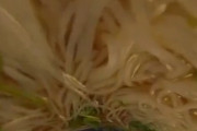【動画】麺類から見た人類、気持ち悪い...
