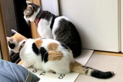 【ねこ画像】お外を様子見する三毛の保護猫さんと先輩猫さん…この後の行動は対照的ですねwww