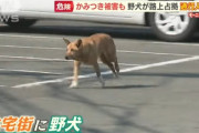 【画像】　山口県、野犬が大繁殖してしまう・・・