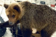 北海道で体長200メートル弱のヒグマが目撃されるwwwwwwwwwwwww
