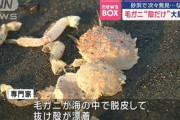 毛ガニ“殻だけ”大量漂着、砂浜で次々発見…なぜ？　北海道・白老町