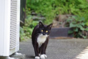 【ねこ画像】島ねこ、神社ねこ【再】