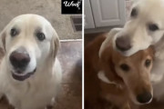 「ごめんなさい」のハグをするゴールデンレトリバーがキュート！