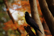 カラスがいつの間にか庭に来るようになった