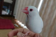 文鳥飼い「文鳥はメープルシロップのにおいがする」ワイ(ぜってぇ嘘だわ)