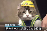 【画像】現場猫さん、農水省に採用されてしまうｗｗｗｗ