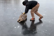 氷の上で立ち往生！怯える鹿の救出に成功したその方法とは？