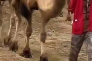 【動画】中国の観光地、ラクダ騎乗ツアーが人気すぎてモンゴル帝国の行軍みたいになるｗｗｗｗｗｗｗｗｗｗｗｗｗｗｗ