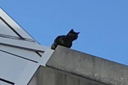 神戸「ノエビアスタジアム」猫「ミィちゃん」孤立１週間　高さ約１０mの屋上から降りられない状態