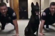 【動画】警官と一緒に腕立てをする犬がアホカワイイ