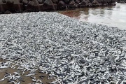 日本の海岸でイワシ大量死…中国で強い関心、なぜ＝韓国の反応