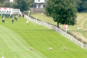 【動画】レース直前の競馬場に羊が侵入してしまう珍事が可愛い。