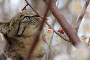 【画像】 梅の木と猫