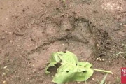 養鶏場近くにくっきりと残る40センチ"クマの足跡"がヤバい・・・
