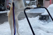 【朗報】イッヌ、雪かきを手伝う