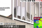 虐待疑惑の父親「長男が三男にエアガンを連射した」　長男「パパが撃った」