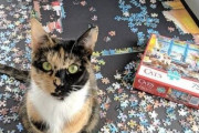 【ねこ画像】ジグソーパズルとねこ、モニタのねこを見つめるねこ、キャットタワーのハンモックとねこ  ほか【再】