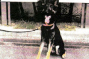 脱走した兵庫県警の警察犬、無事発見される木にリードが絡まっているところを確保 |  使えない鑑識犬の末路は？  |  食い物で懐柔されて草
