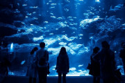 「水族館＝デートスポットの定番」という風潮あるけど・・・言うほどカップルで行って楽しいか？