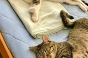 【ねこ画像】ひんやりマットで気持ち良さそうに眠る猫さん達…熟睡しすぎてお手々が「へへ」になってますwww