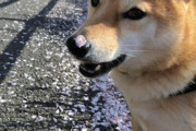 【画像】うちの柴犬とお花見に…15キロの巨柴ですwwww