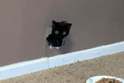 【ねこGIF】飼い主さんに遠慮なくガブガブ甘噛みする猫さん…これはまさにガブリエルですwww