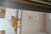 【画像】ワイの部屋を毎日覗く猫がいる・・・