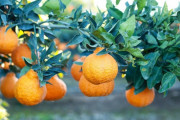 アメリカで人気急上昇、話題の日本産フルーツ「スモウ・シトラス」とは？
